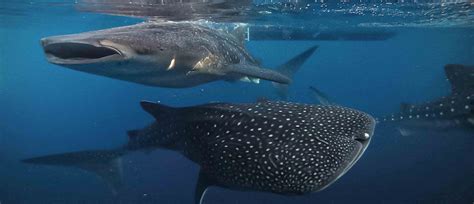 Day Trip Whale Shark Start Sumbawa Sumbawa Holiday Tour