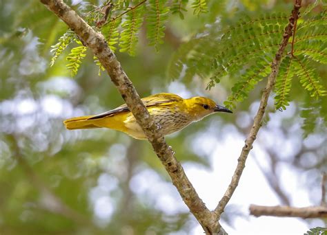 Indian Golden Oriole Juvenile Birdforum