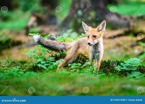 Red Fox Vulpes Vulpes Adult Fox With Young Czech Republic Stock Photo