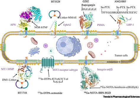 Peptidedrug Conjugate Based Novel Molecular Drug Delivery System In