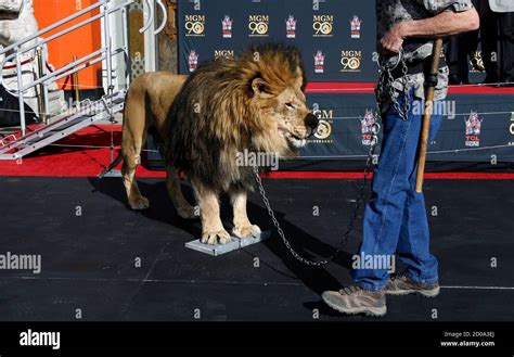 Lion Metro Goldwyn Mayer Hi Res Stock Photography And Images Alamy