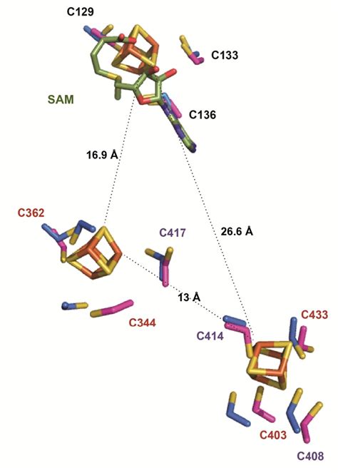 Figure S8 Structural Model Of AlbA Iron Sulfur Centers The Cysteine