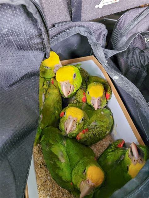 CBP Officers Prevent Live Parrots from Being Smuggled into US | U.S ...