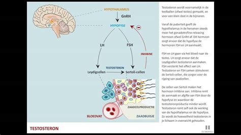 Testosteron Youtube