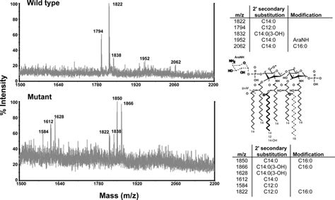 Negative Ion MALDI TOF Mass Spectrum Of Lipid A From K Pneumoniae Wild