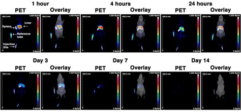 Blood Clearance And Biodistribution Of Zr Zr Plga Nh Nps A