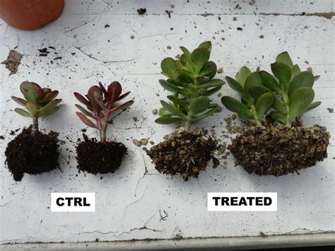 Comparison Of Root Growth Of Crassula Ovata Plants In Substrate With Download Scientific