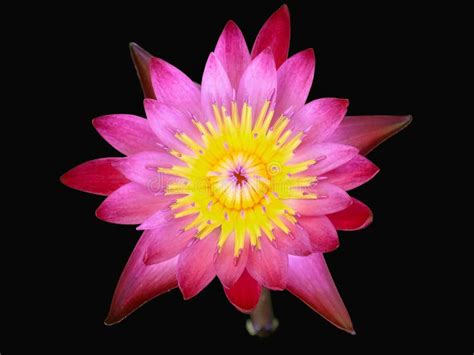 Red Lotus Flower Isolated In Black Background Royalty Free Stock Photo