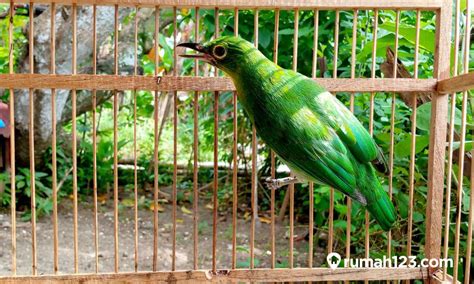 7 Cara Merawat Burung Cucak Ijo Agar Jinak Dan Rajin Bunyi