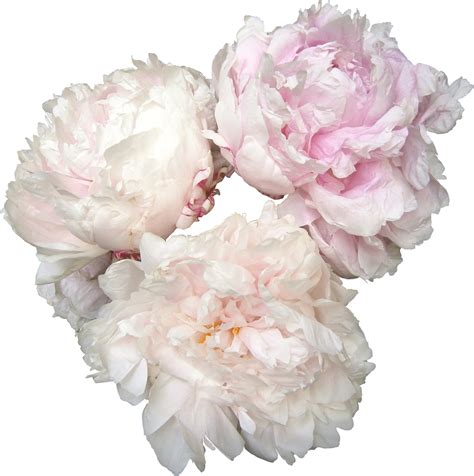 Peonies clipart coral peony, Peonies coral peony Transparent FREE for ...