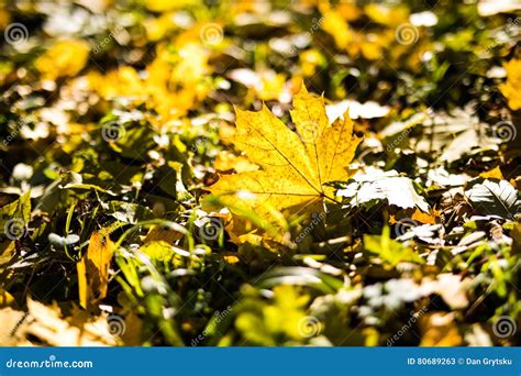 Yellow Fallen Autumn Leaves Stock Image Image Of Color Background