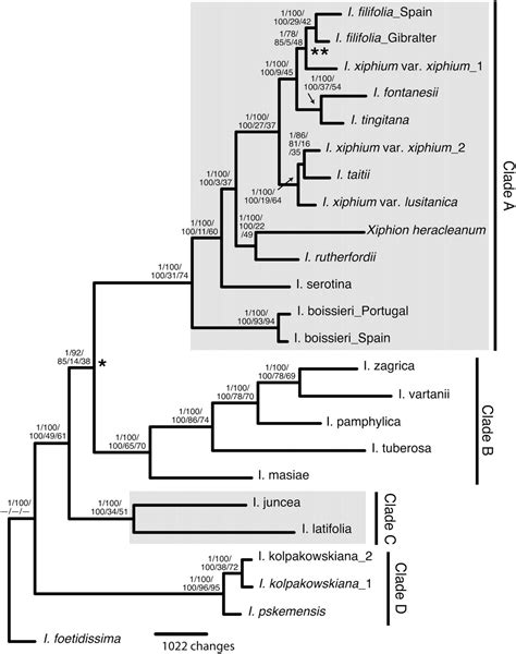 Phylogeny Of Species Infraspecific Taxa And Forms In Iris Subgenus