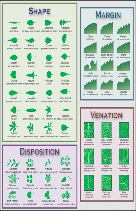 Plant Identification Chart