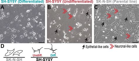 Differentiated Human SH SY5Y Cells Provide A Reductionist Model Of