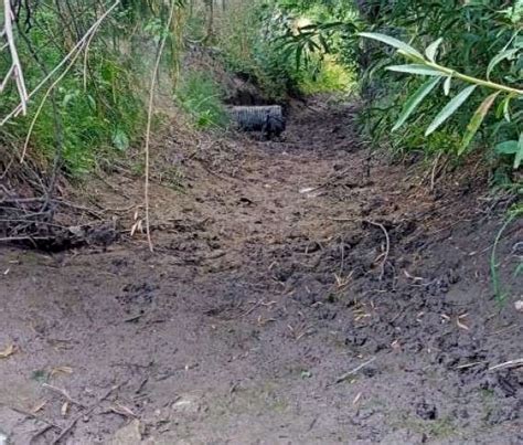 Detectan Tomas Clandestinas De Agua En Jim Nez La Opci N De Chihuahua