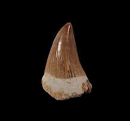 Large Platecarpus ptychodon tooth for sale | Buried Treasure Fossils