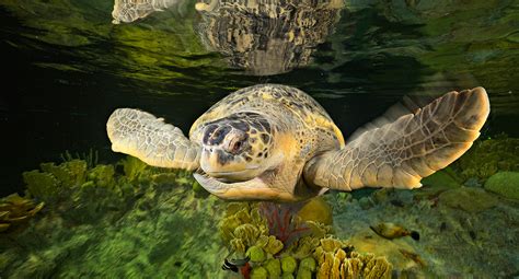 Green Sea Turtle - New England Aquarium