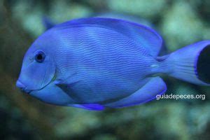 Pez Cirujano Azul Acanthurus Coeruleus Guia De Peces