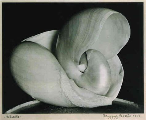 Shells by Edward Weston on artnet