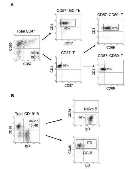 Isolation Of Human Tonsil T Cell And B Cell Subsets Examined In This Download Scientific