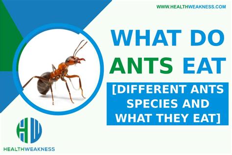 What Do Ants Eat Different Ants And Their Best Food 2024