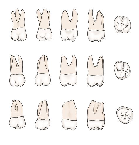 Maxillary Molars 3d Modules