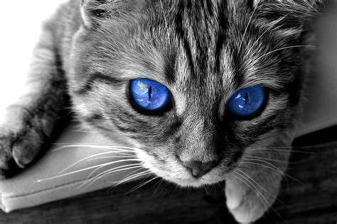 Cat Breeds With Blue Eyes