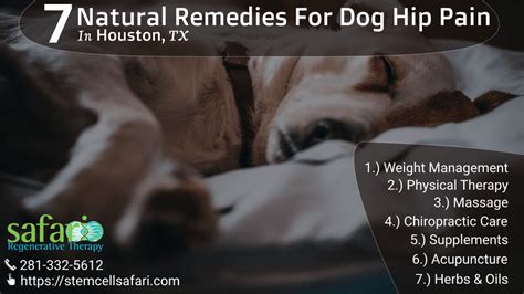 7 Natural Remedies For Dog Hip Pain In Houston, TX - Stem Cell Safari