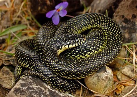 Lampropeltis Holbrooki Speckled Kingsnake Usa Snakes