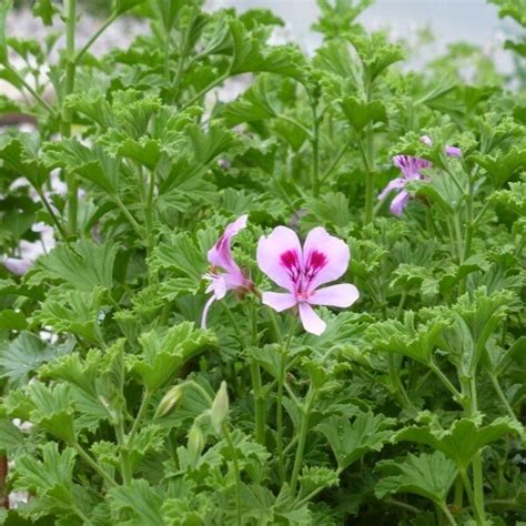 Géranium odorant Citronella Parfum Citron Plant Alsagarden