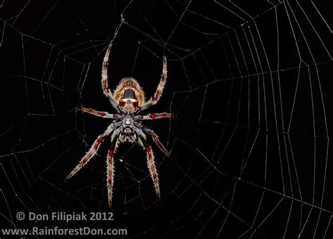 Calphotos Eriophora Ravilla Tropical Orb Weaver