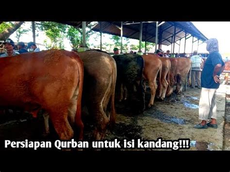 15jt Bakalan Jogrokan Persiapan Qurban 5 Desember 2023 Pasar Sapi