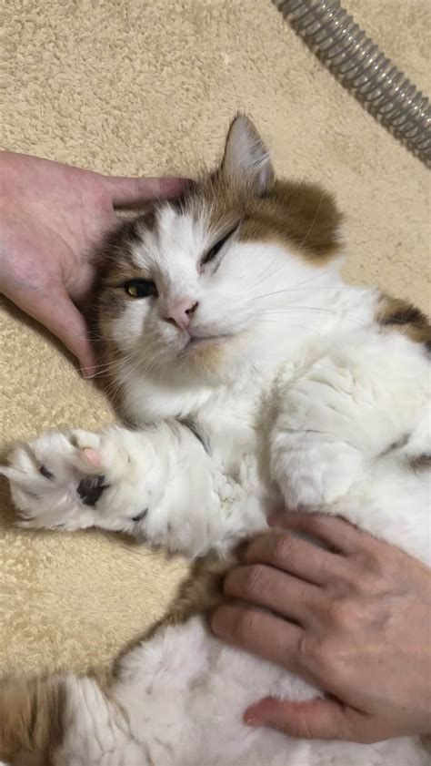 ひのき猫さんのインスタグラム動画 ひのき猫instagram「おはようございます。 今日もぬいぐるみです🧸 ・ ・ ひのき猫 秀吉