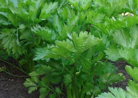 Сельдерей листовой – выращивание и уход в открытом грунте