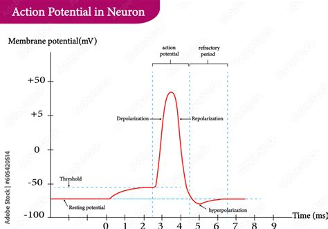 Vector Illustration Of A Nerve Impulse Transmission Diagram Stock