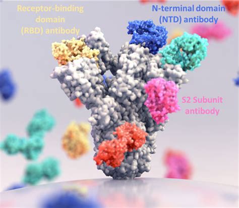 The Case For Ntd And S2 Prevalence And Protectiveness Of Antibodies