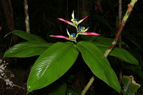 Heliconia Velloziana Ou Caet Significado Como Plantar E Cuidar