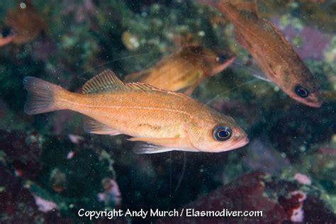 Puget Sound Rockfish Pictures Images Of Sebastes Emphaeus