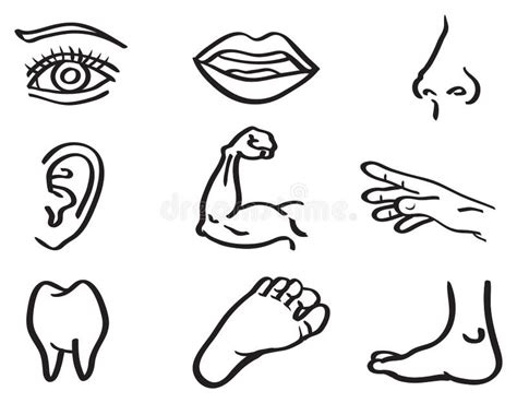 Human Body Parts Vector Illustration In Line Art Style Stock Vector ...