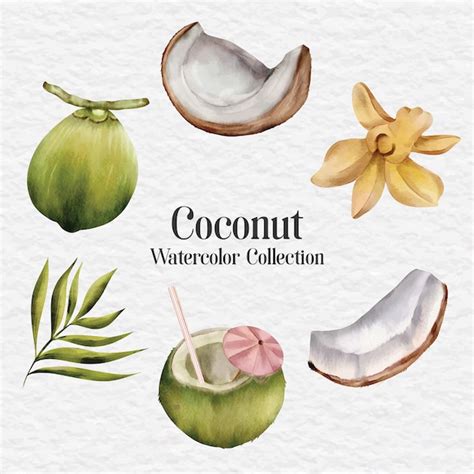 Ilustra O De Clipart De Coco Em Aquarela Vetor Premium