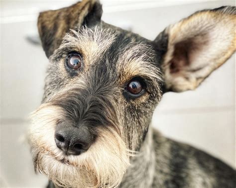 Ra A Schnauzer Guia Pet Friendly