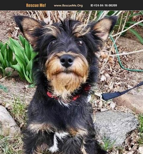 Adopt Schnauzer Rescue Mead Co