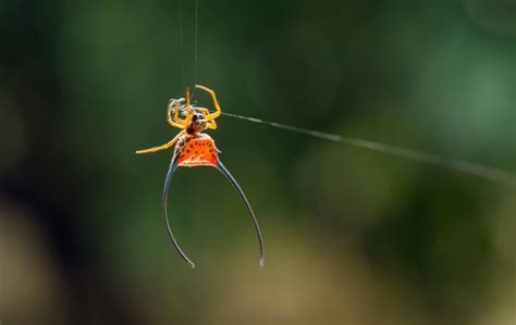 Spider Control Near Me Native Pest Management