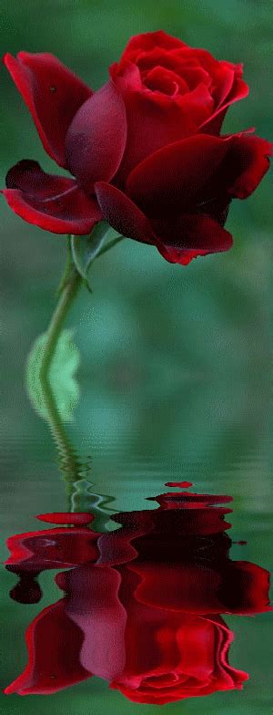 Imagenes  Animadas De Rosas Con Reflejo En El Agua