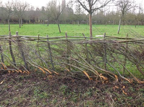 Haagvlechten Opnieuw Populair Regionale Landschappen