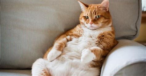 ¿los Gatos Ombligo Averiguamos Qué Donde Los Gatos Se Encuentra El