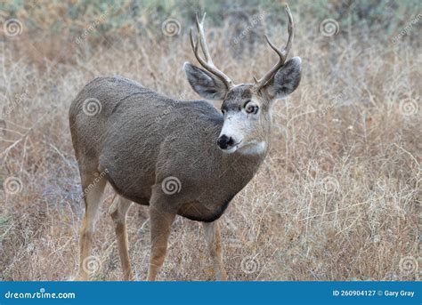 Colorado Wildlife Wild Deer On The High Plains Of Colorado Mule Deer