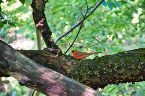 The Hallett Nature Sanctuary of Central Park NYC | Map, Entrance, Hours