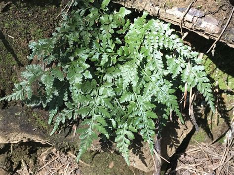 Asplenium Adiantum Nigrum L Plants Of The World Online Kew Science