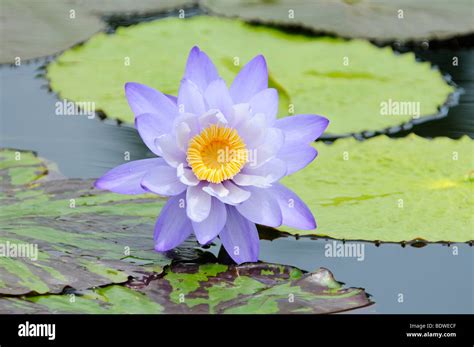 Giant Waterlily Hi Res Stock Photography And Images Alamy